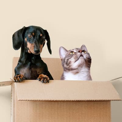 A dachshund and a tabby cat looking out of a cardboard box against a cream background. Fera Pets’ own product photography.